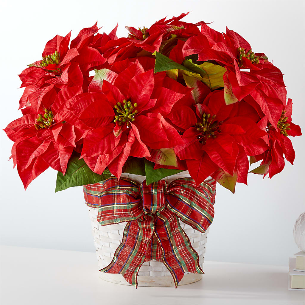 Happiest Holidays Poinsettia – Lone Oak Gardens, Fairmount IN
