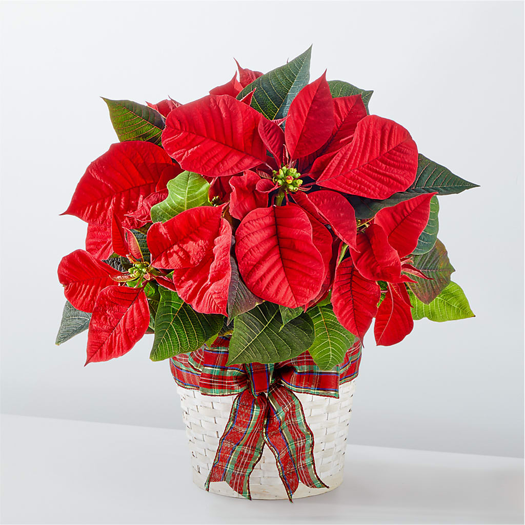 Happiest Holidays Poinsettia – Lone Oak Gardens, Fairmount IN