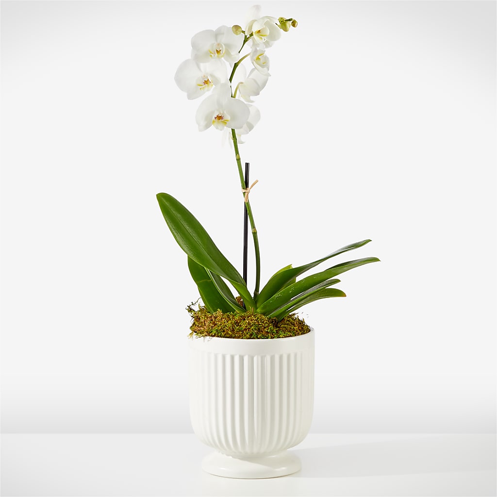 Whispering White Orchid – Lone Oak Gardens, Fairmount IN