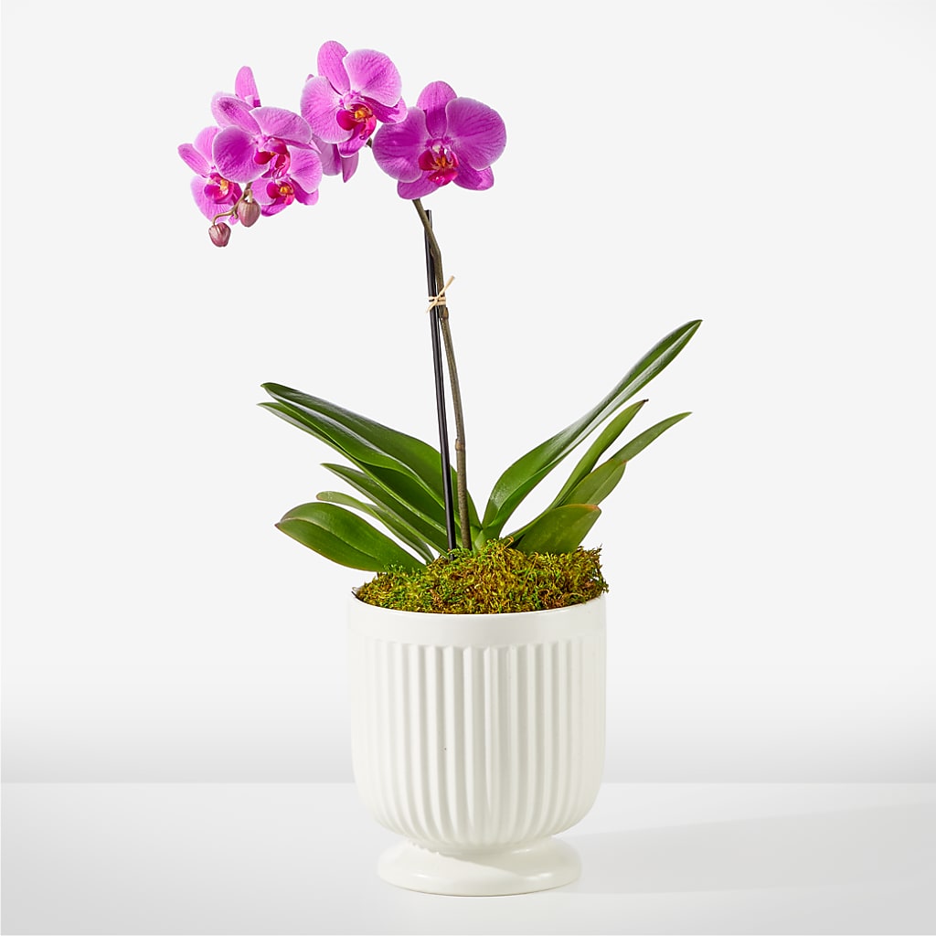 Friendly Fuchsia Orchid – Lone Oak Gardens, Fairmount IN