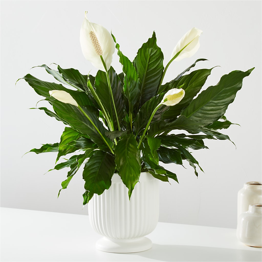 Comfort Planter – Lone Oak Gardens, Fairmount IN