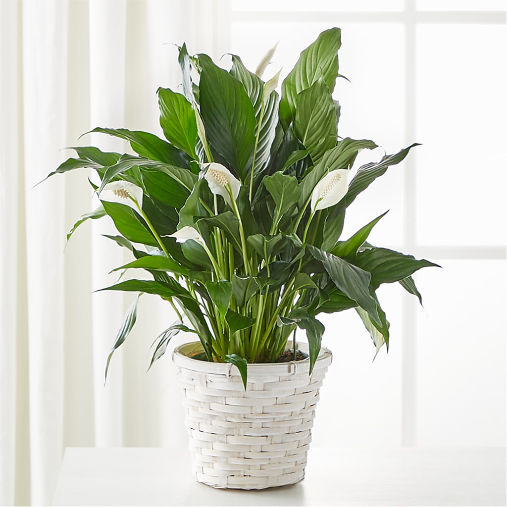 house plant with lily pad leaves A New Leaf Peace Lily – white flower arrangement | Fairmount, IN