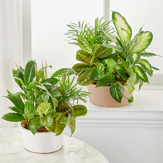 Balance & Harmony Dishgarden – Lone Oak Gardens, Fairmount IN