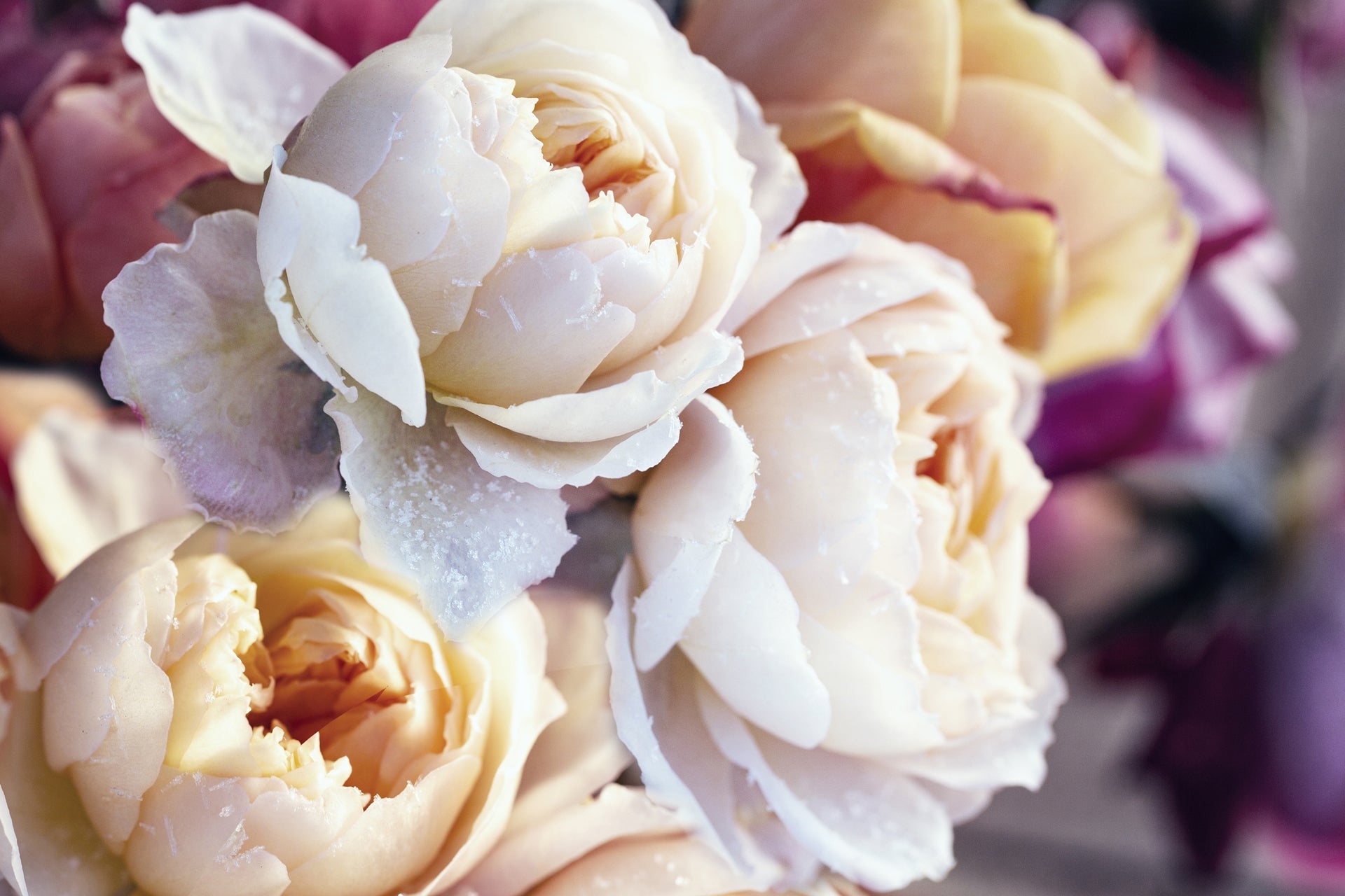 Winter in Fairmount | Lone Oak Gardens – Local Flower Delivery
