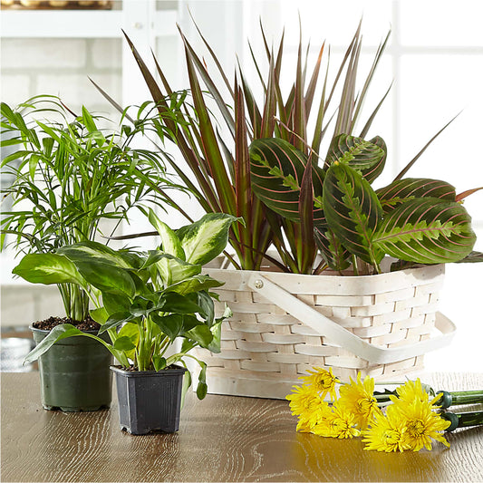 Florist Designed Blooming and Green Plants in a Basket –  Lone Oak Gardens, Fairmount IN