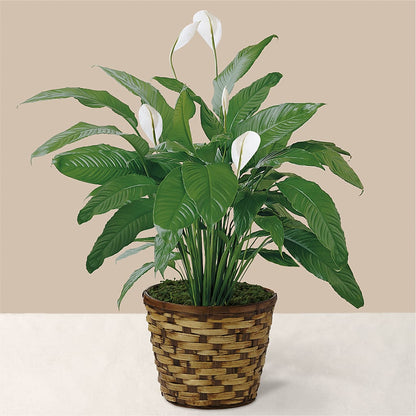 Tranquil Moments Peace Lily Plant –  Lone Oak Gardens, Fairmount IN