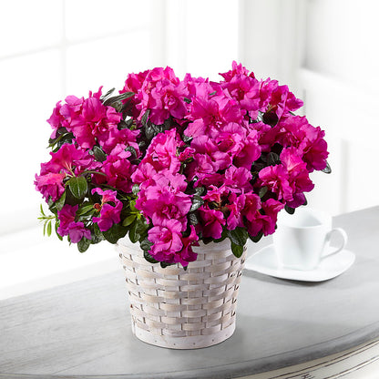 Hope & Serenity Azalea Plant –  Lone Oak Gardens, Fairmount IN