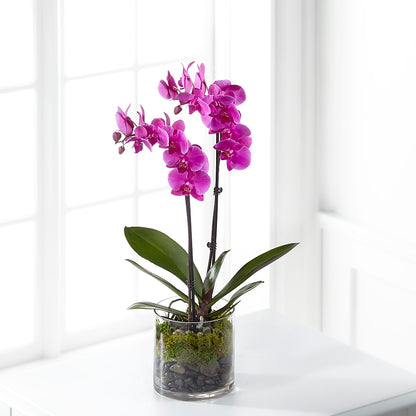 Pink Orchid Plant –  Lone Oak Gardens, Fairmount IN