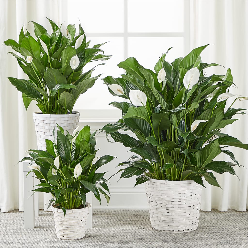 A New Leaf Peace Lily –  Lone Oak Gardens, Fairmount IN