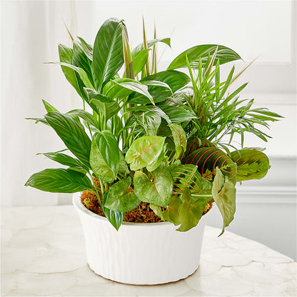 Balance & Harmony Dishgarden –  Lone Oak Gardens, Fairmount IN