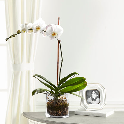White Orchid Planter –  Lone Oak Gardens, Fairmount IN